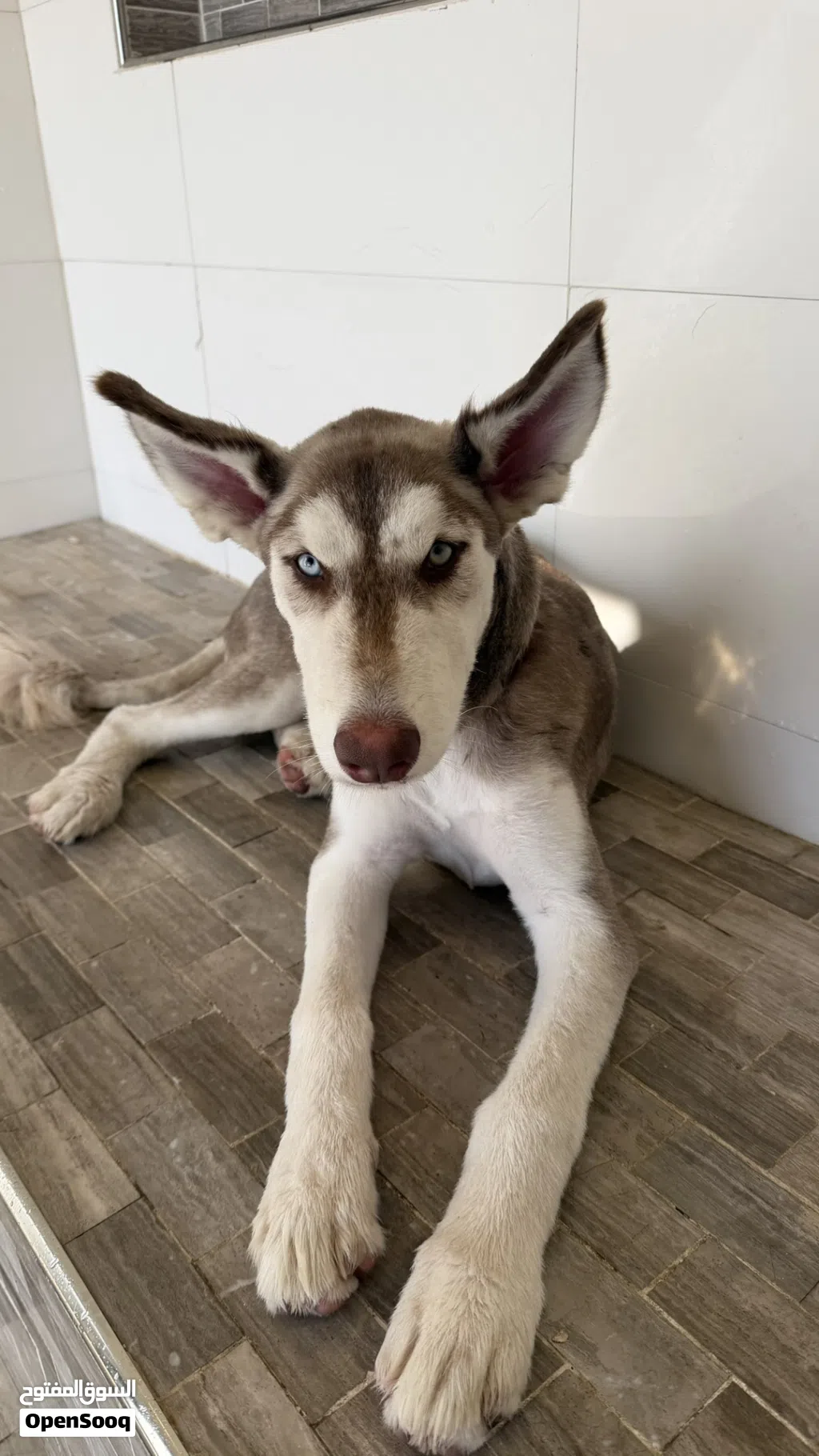 Female malamute husky