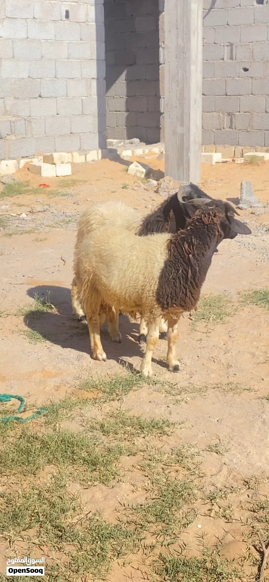 السلام عليكم