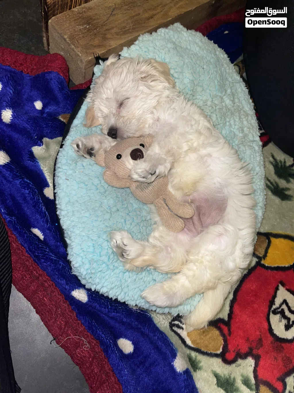 Maltipoo maltese