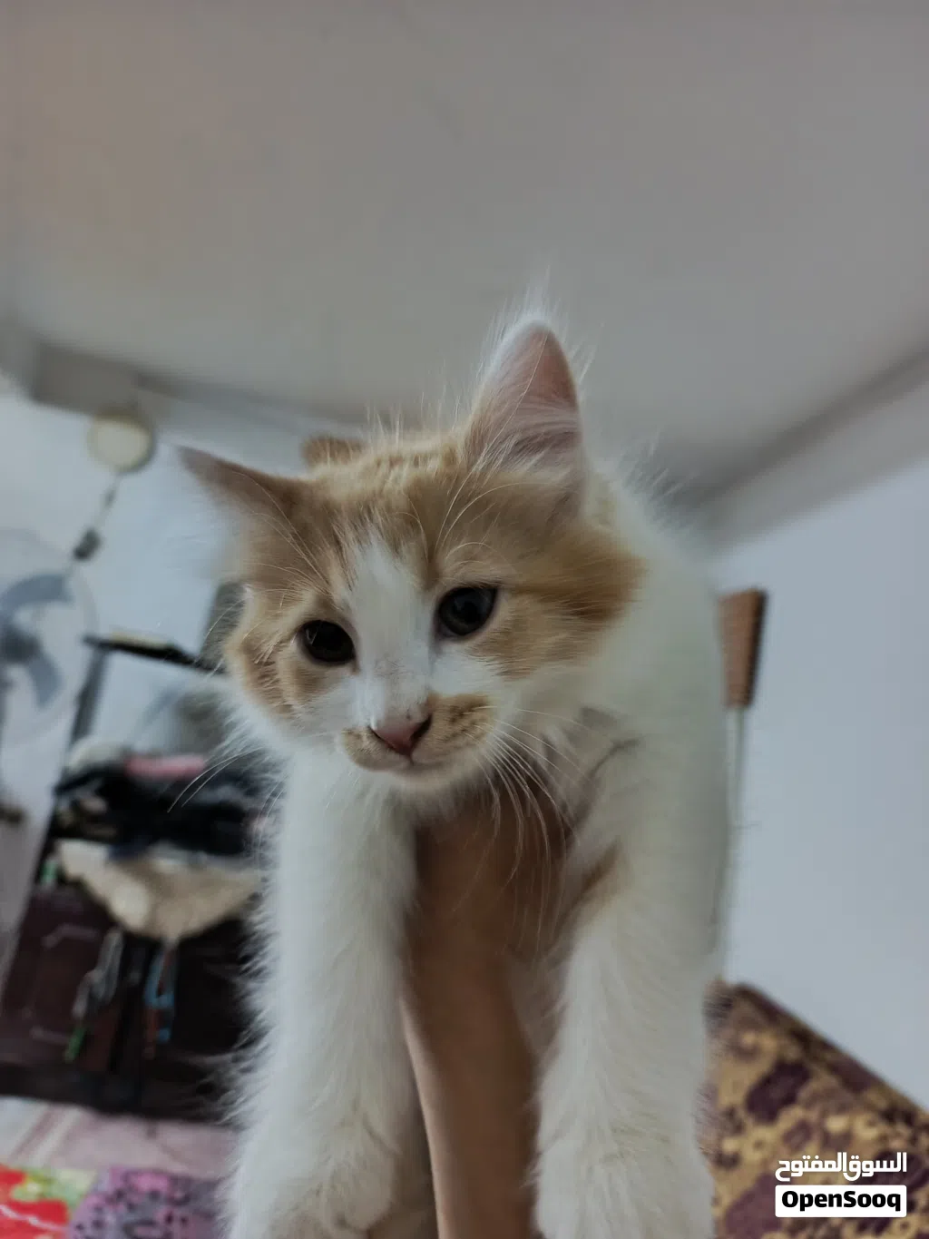بسس شيرازي