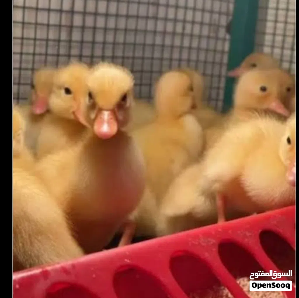 صيصان بطه أليف