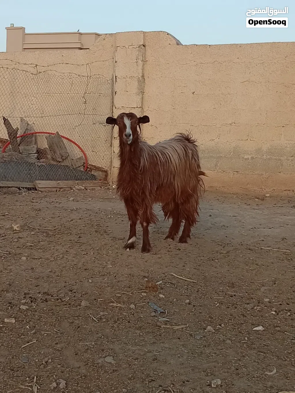 شاه من حلال بني سعيد أموره طيبه فول سمنه