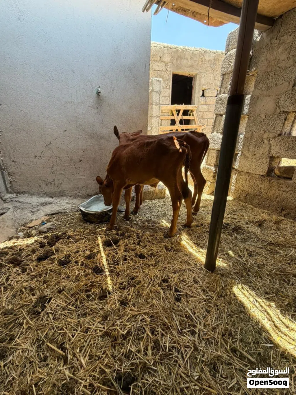 عيله وعجل.