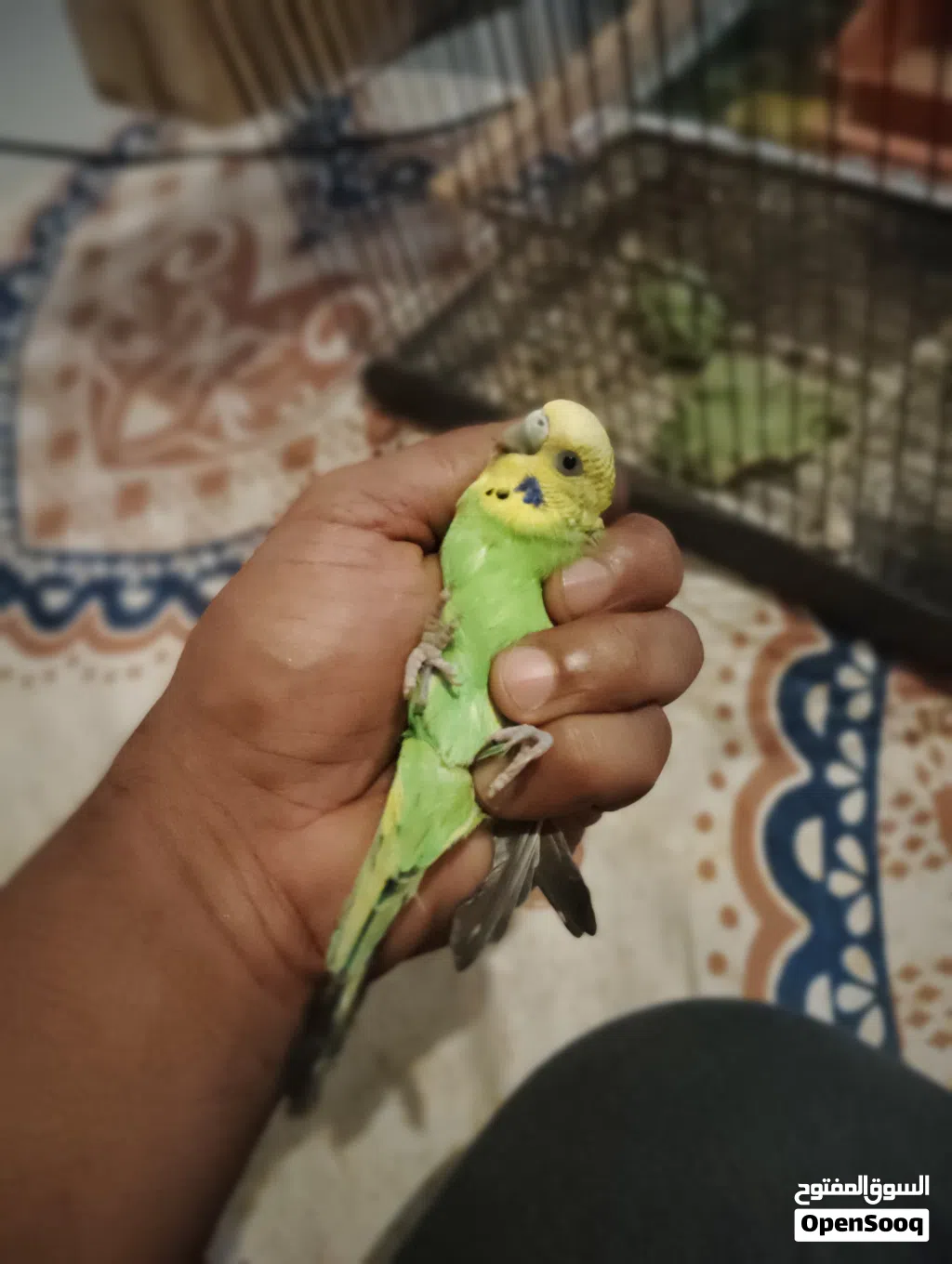 زوج استرالي منتج