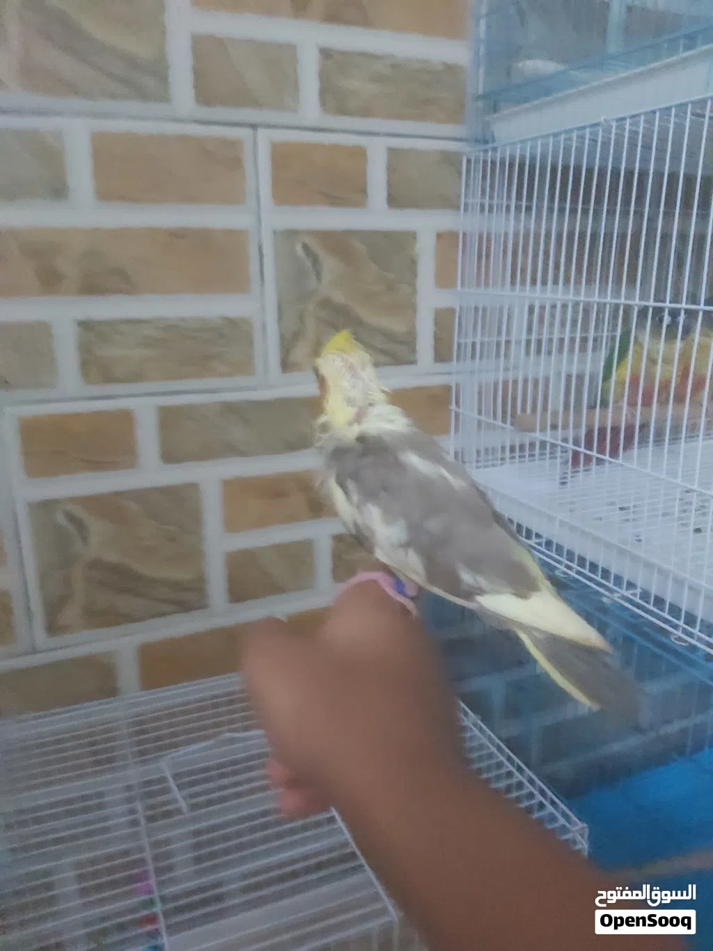 للبيع فرخ كوكتيل او بدل بأي شي