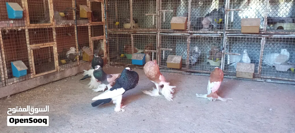 للبيع أزواج نفاخ مسوبع 2.25