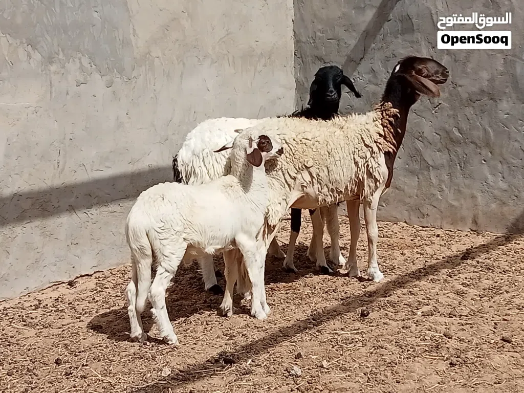 السلام عليكم زوز بركوسات والدات تحتهم خروف خروف ضنوتهم ربي ايبارك وحده مش امبدله او وحده كيف بدلت