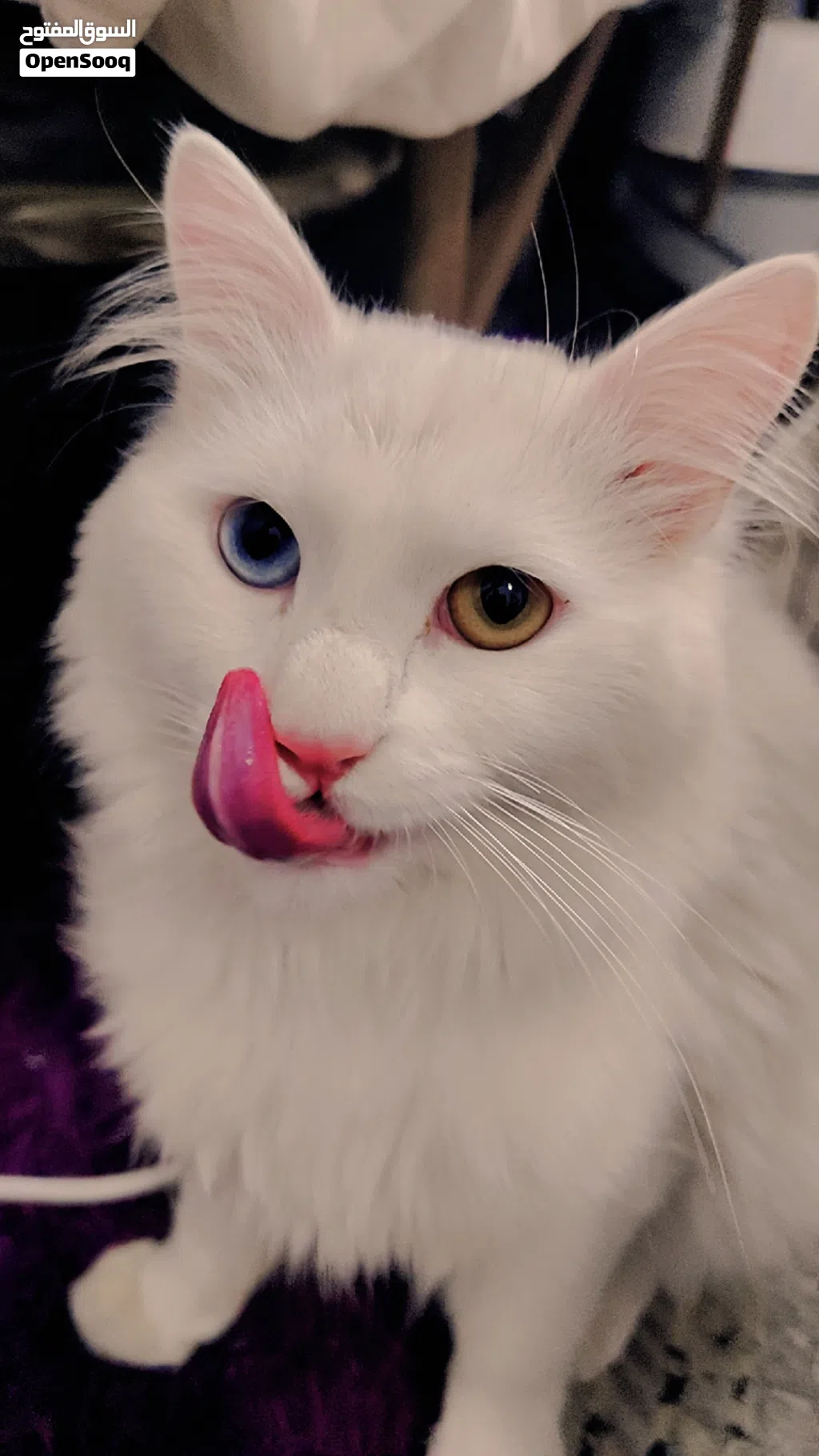 turkish angora Persian
