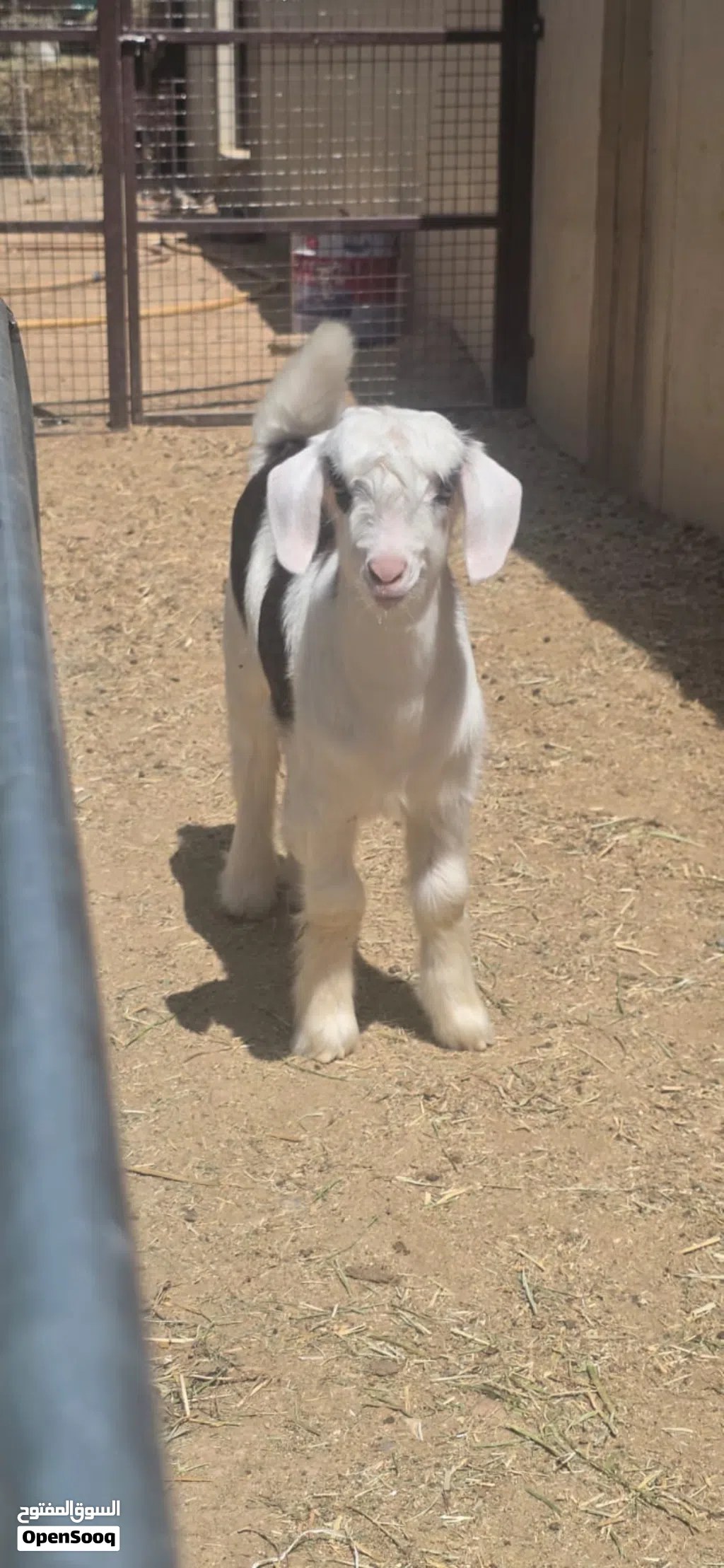 جدي من حلال الرحوب
