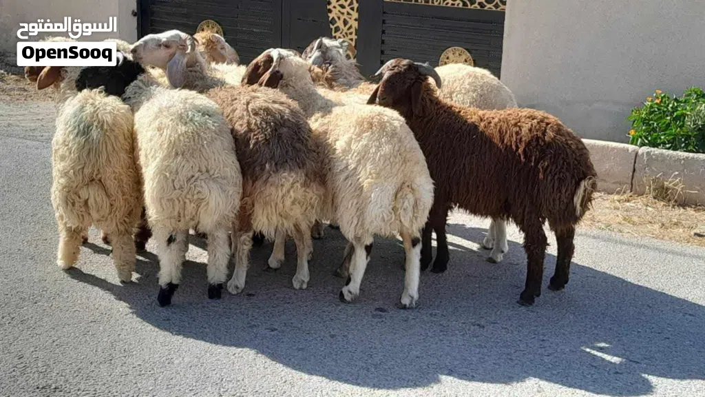 مطلوووب مزرعه للايجار اربد
