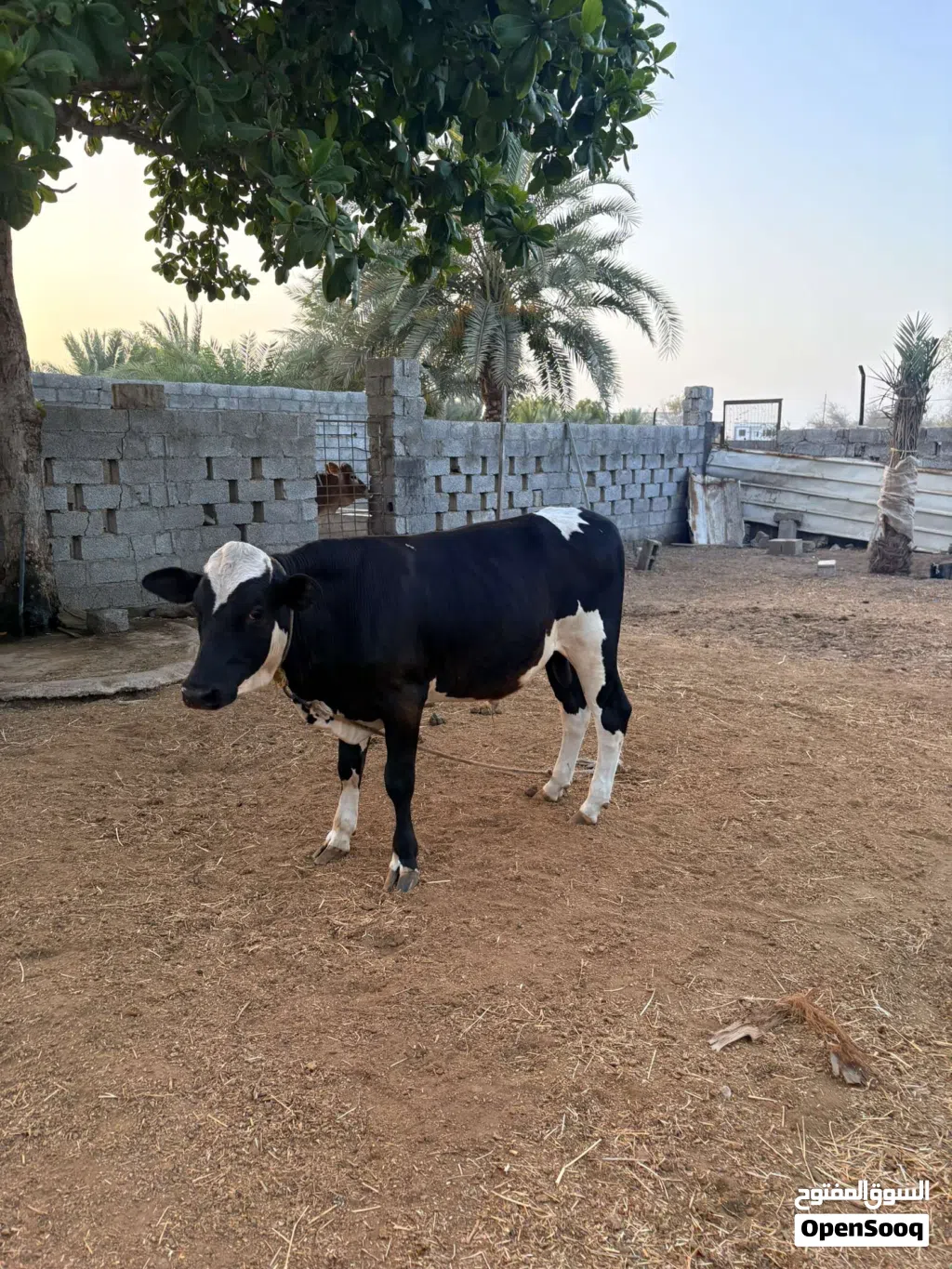 عجل باكستاني