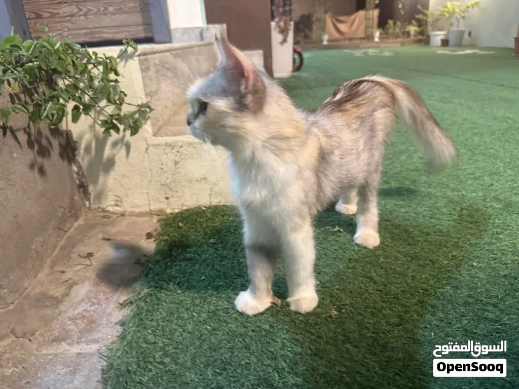 قطط شيرازي للبيع