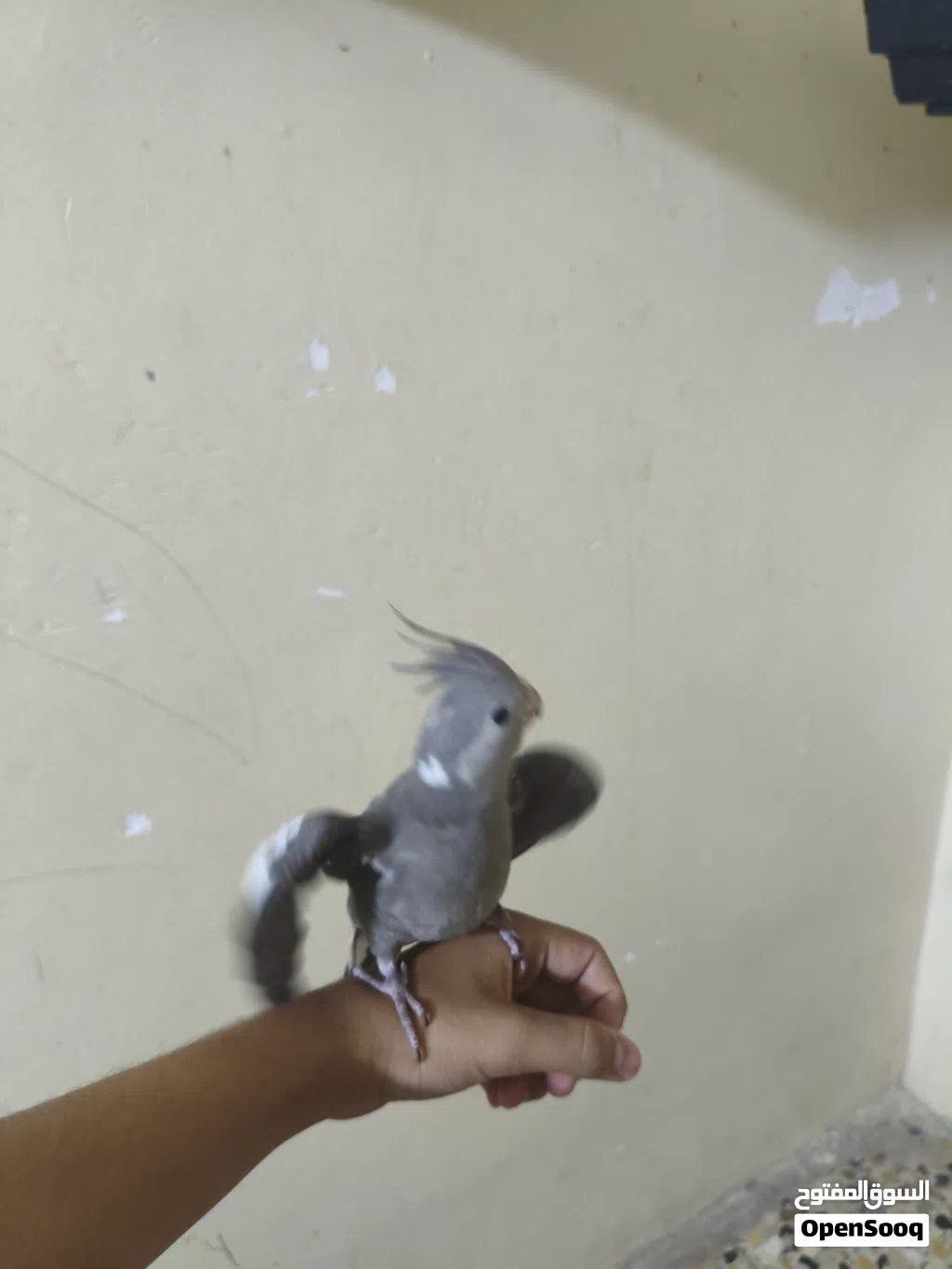 كوكتيل الاليف انكليزي