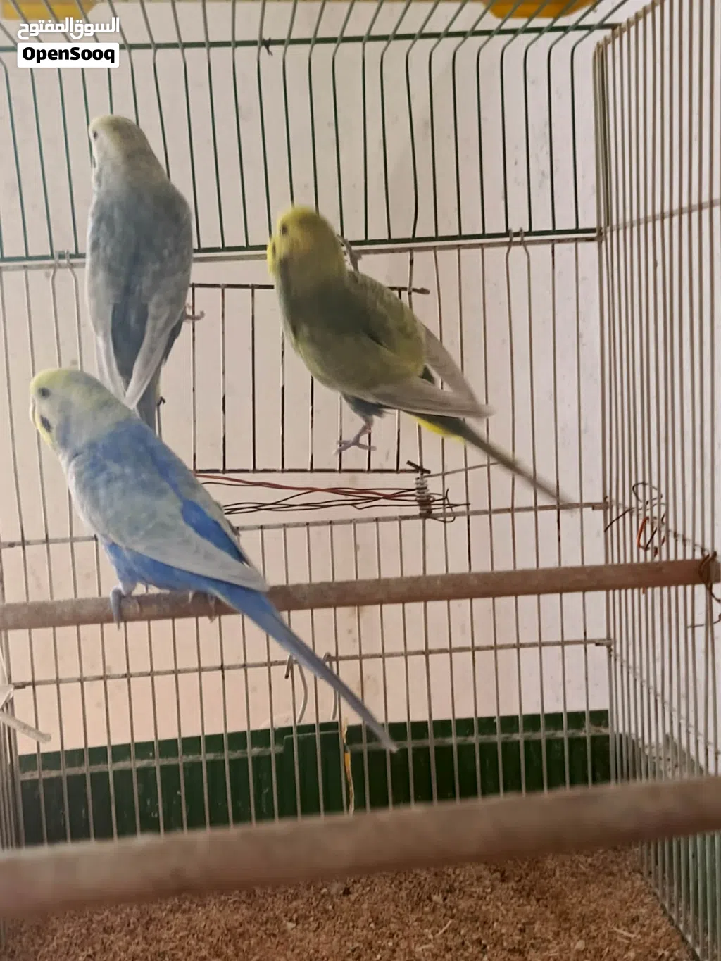 سلام عليكم زوز كوبيات 3 ذكوره رينبو