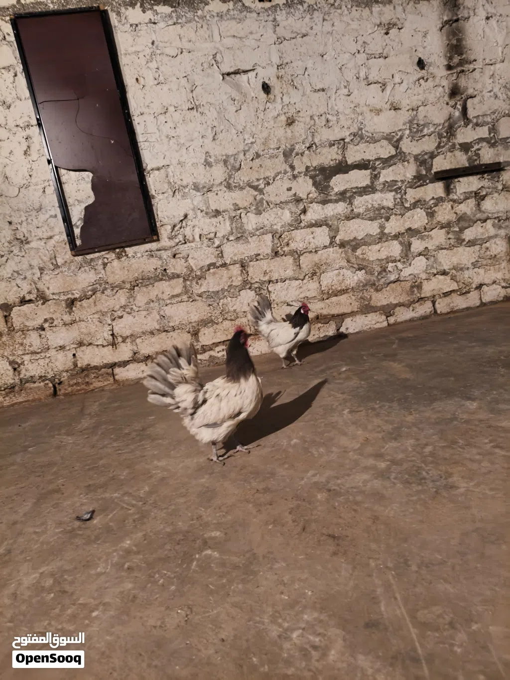 دجاج ونوادر