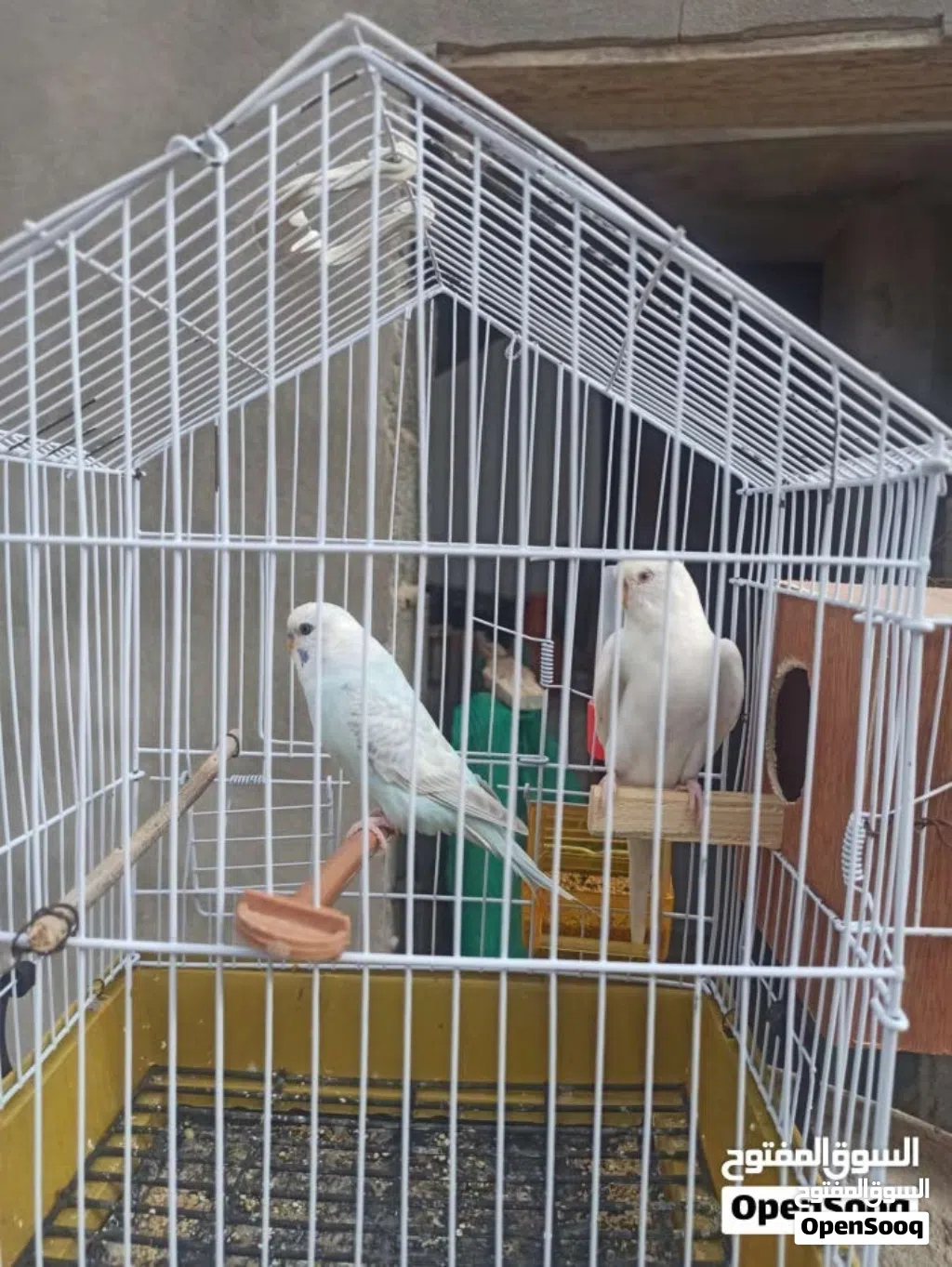 كوبية بقلينو ربي يبارك