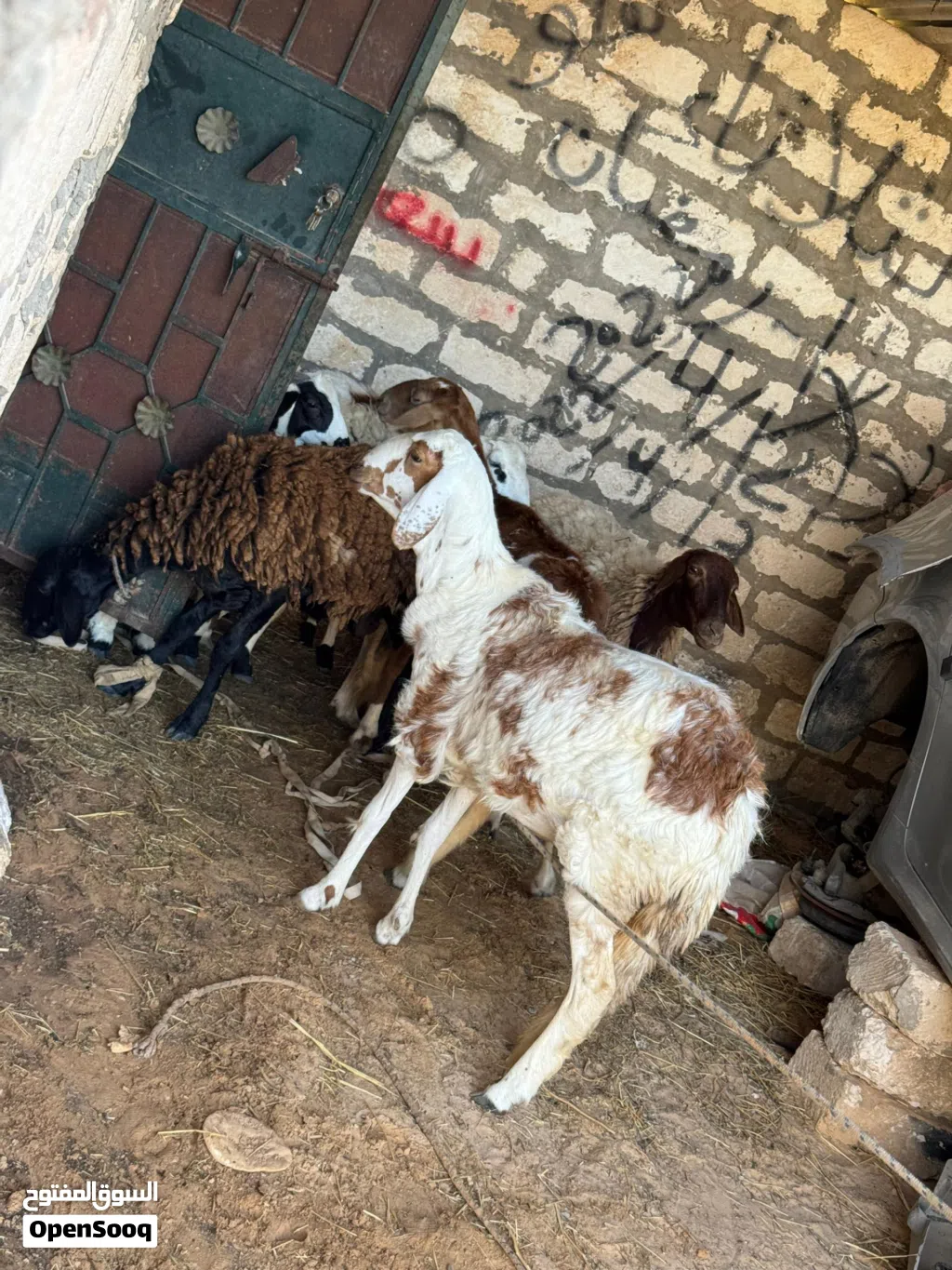 فطيمه هجين للبيع المكان جدايم