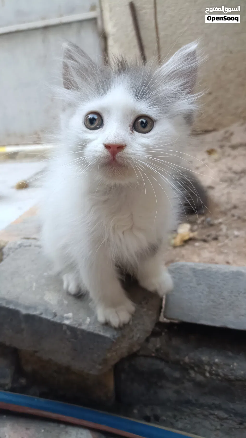 قط شيرازي عمر شهرين