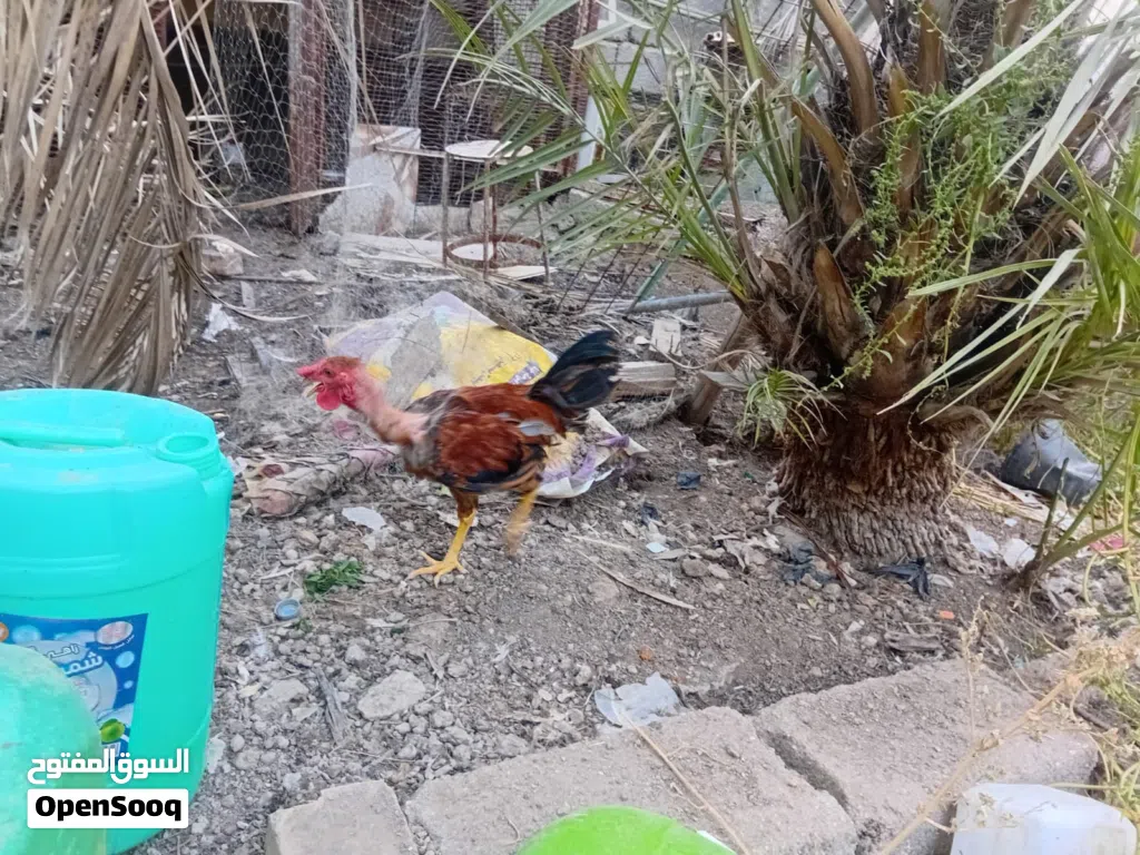 ديج ابو اركيبة