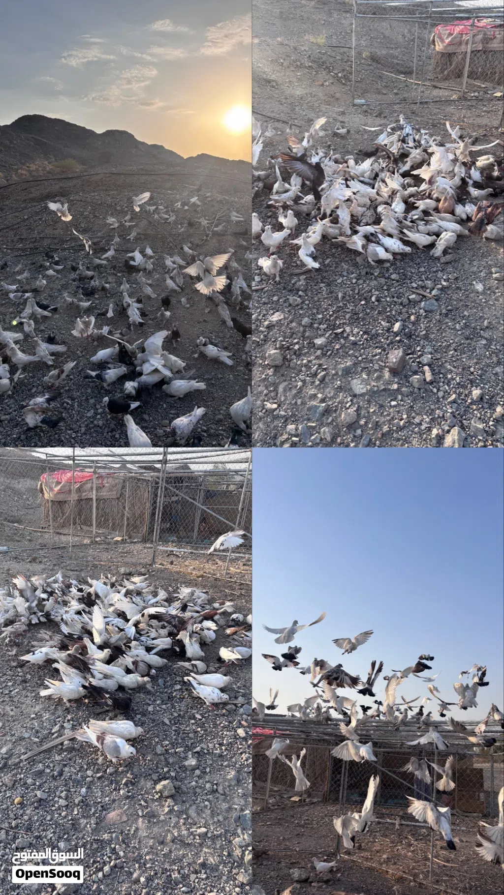 حمام للبيع شوف الوصف مهم جدااا