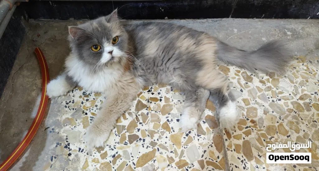 قطة بيرشن كاليكو انثى