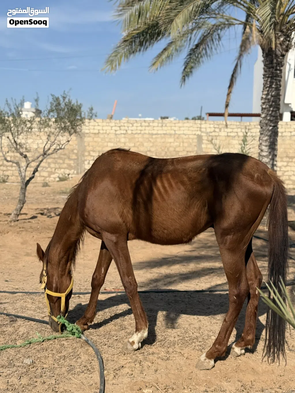 للتبديل حصان ربي يبارك مليحه انقليزي دمه 87 طايب سرج وسيله بوه بغداد للتبديل بي نعاج أو خرفان