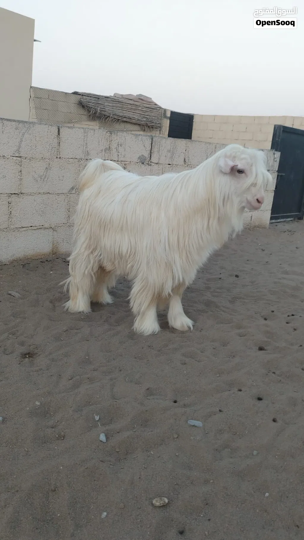 تيس رجبي فاخر