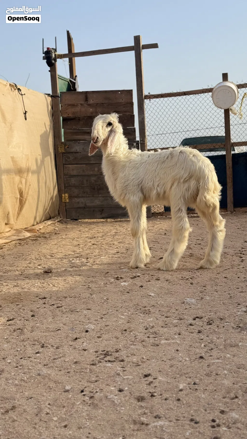 كبش نجدي اصل مشروع فحل