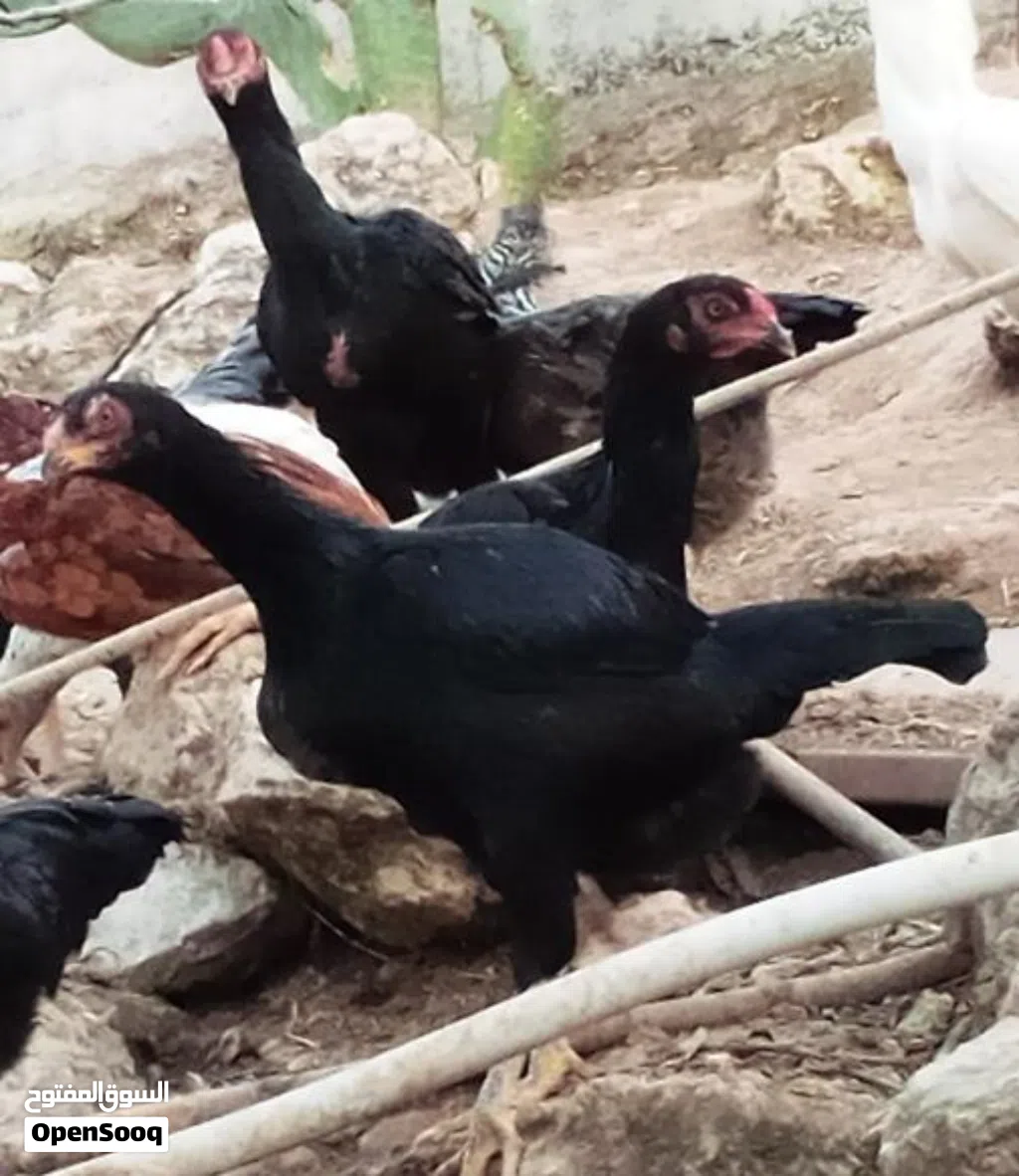 بسم الله ماركا الجنوبيه 8 حبات باكستاني من عمر شهر ل شهر ونصف العلم عند الله ديكين أو ثلاث مطلوب 5