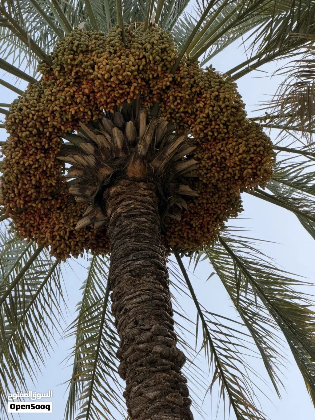 أصناف متنوعة من النخيل للطناء بولاية سمائل