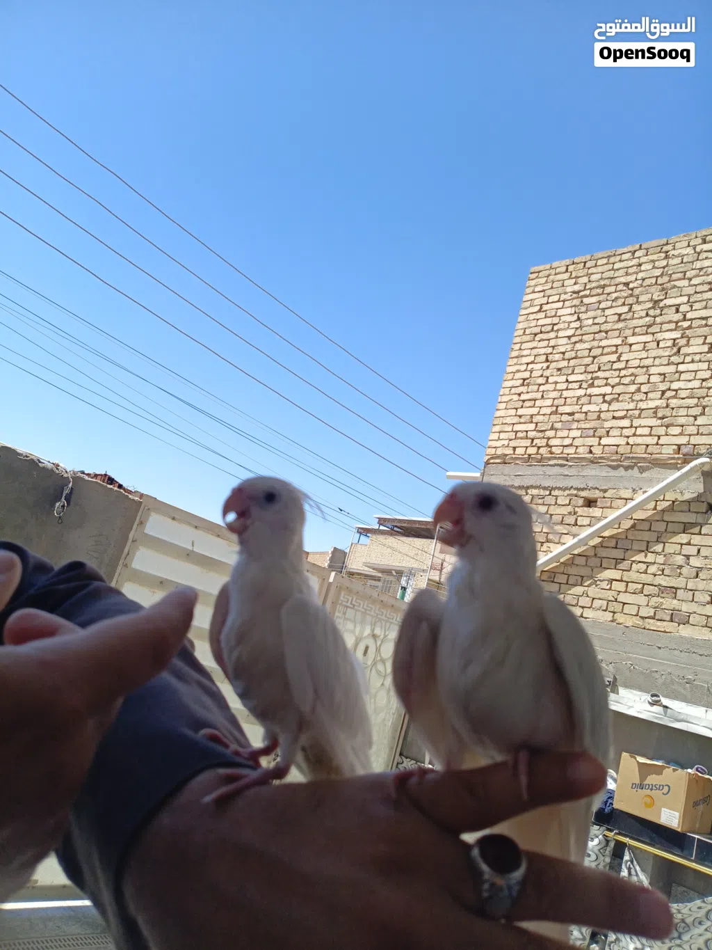 زوج كوكتيلات البينو ربه طينه عمر 4 اشهر يطلع خارج منزل وين ماتروح وراك تصيحله يجيك
