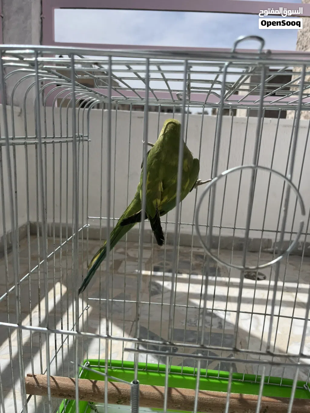 ببغاء درة اليف