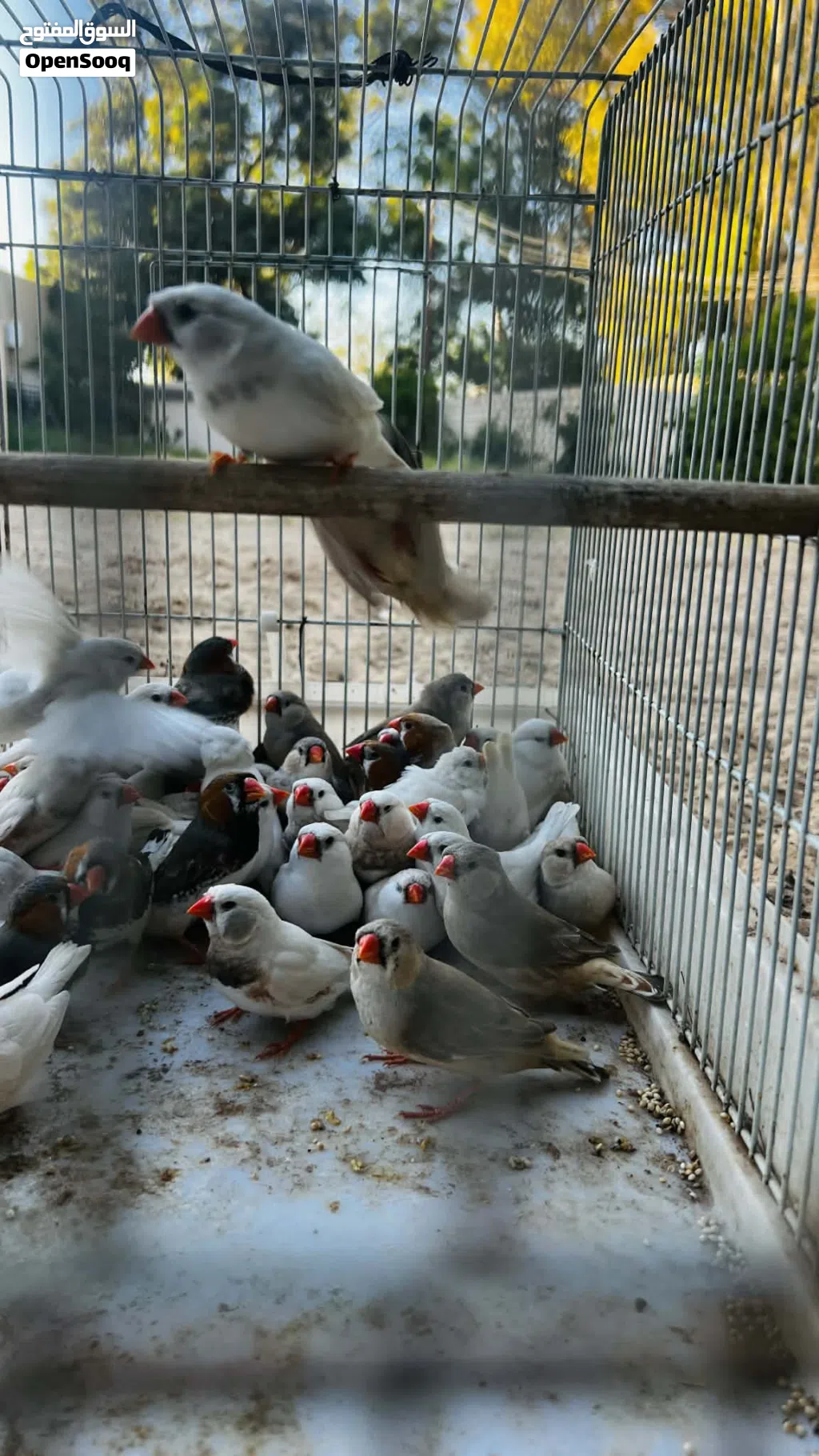 زيبرا ريش ونظافة طير