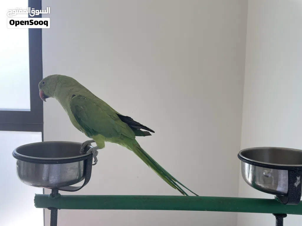 ببغاء دره أليف