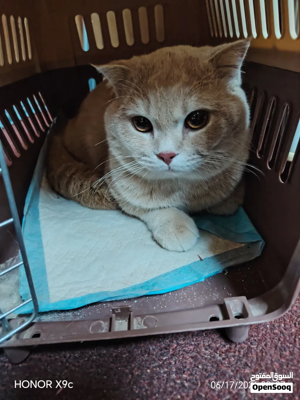 my cat is Very good vaccine