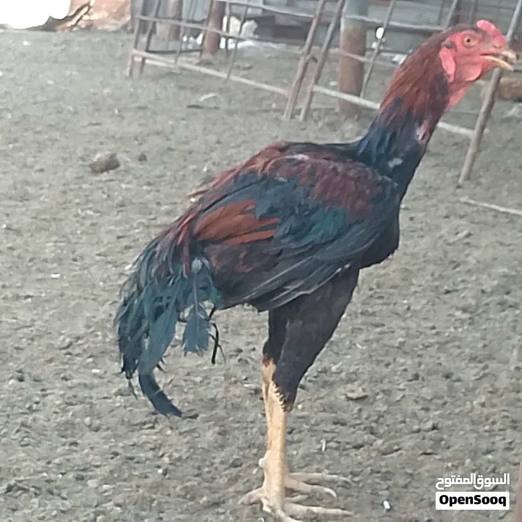 يوجد ديكين ودجاجه باكستاني للبيع