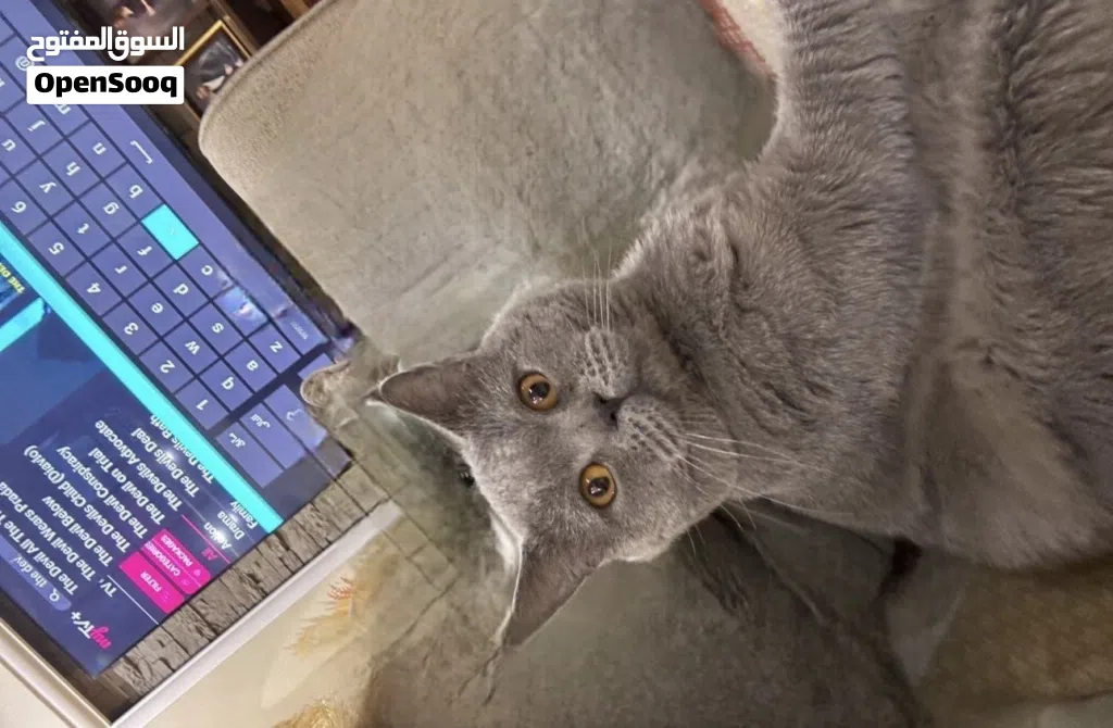 British short hair cat for sale قط للبيع