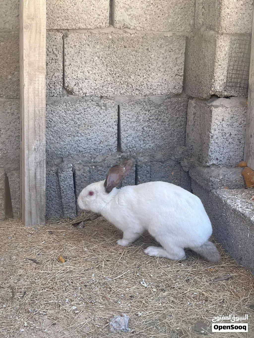 ارنب دكر كبير
