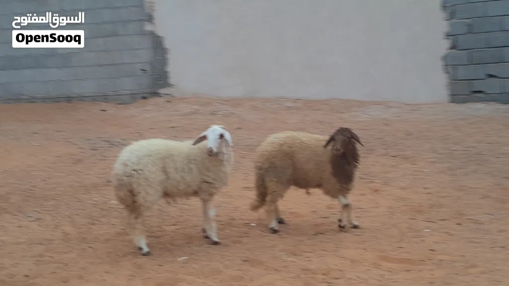 2فطايم وطنيات مشالله عمرهم ف7شهور سليمات ربي يبارك متع تربيه..