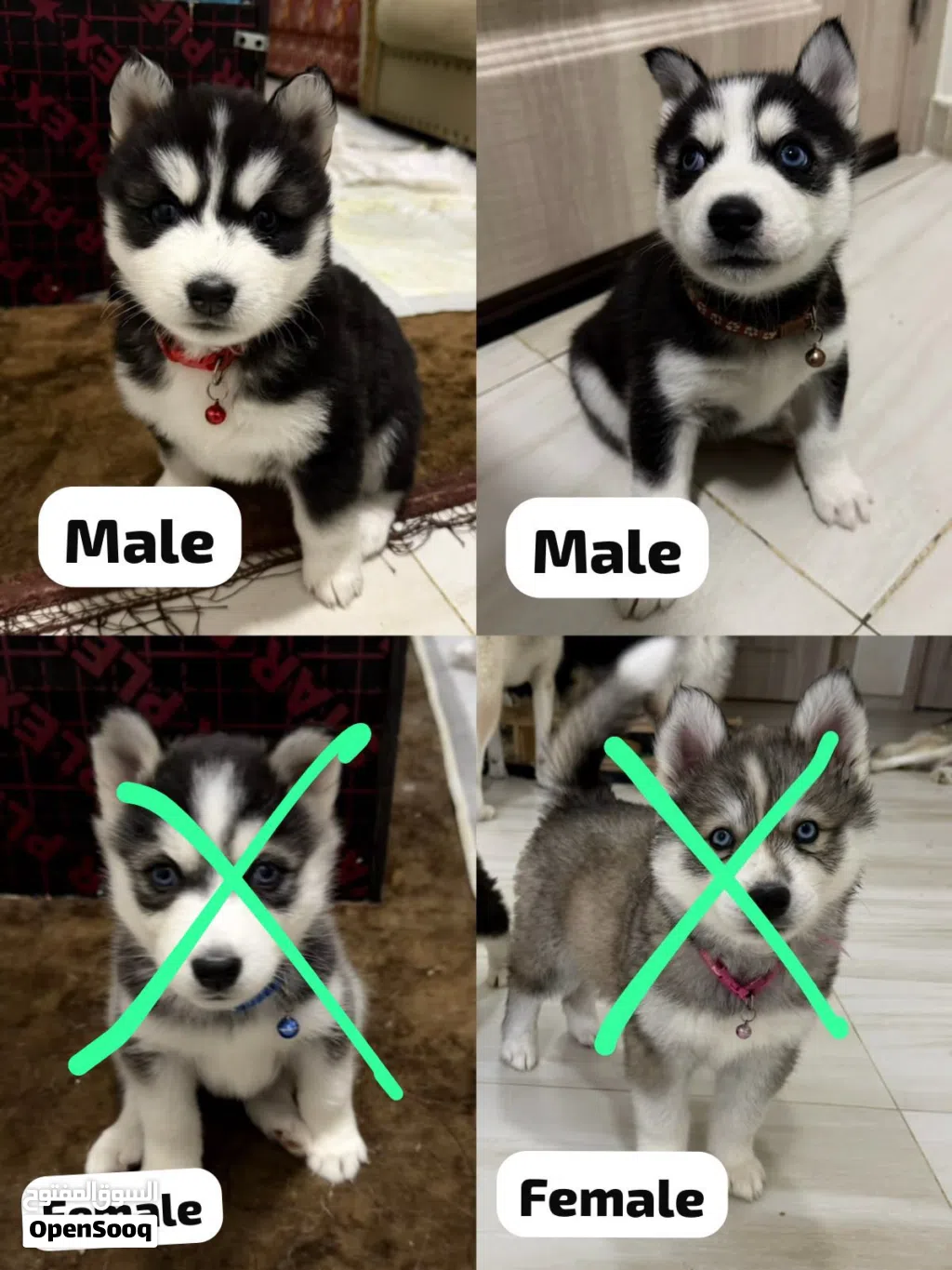Purebred husky siberian for sale كلب هاسكي سيبيري أصيل للبيع