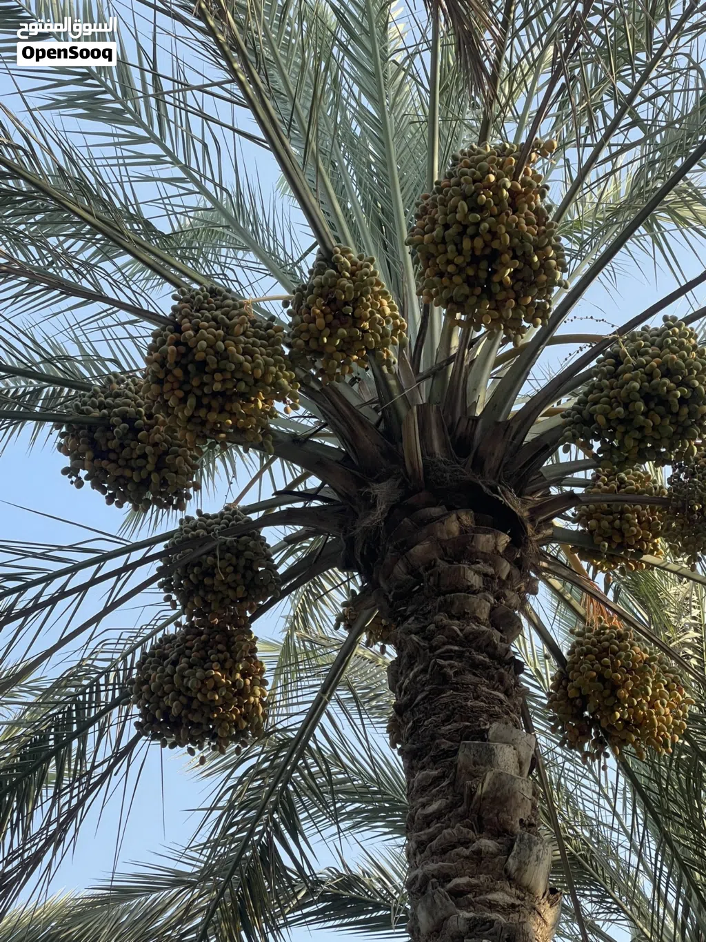 بسر مبسلي (فاغور)