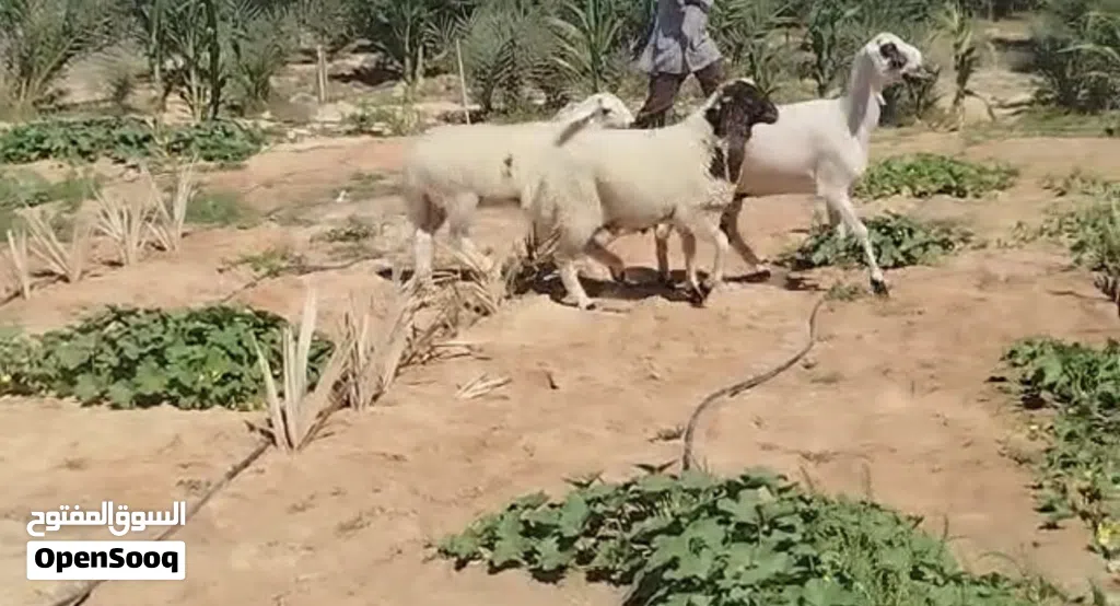 نعجتين متومات سنهن أول جمع، وحدة تحتها 2 ذكور، ووحدة 2 اناث، اللهم بارك