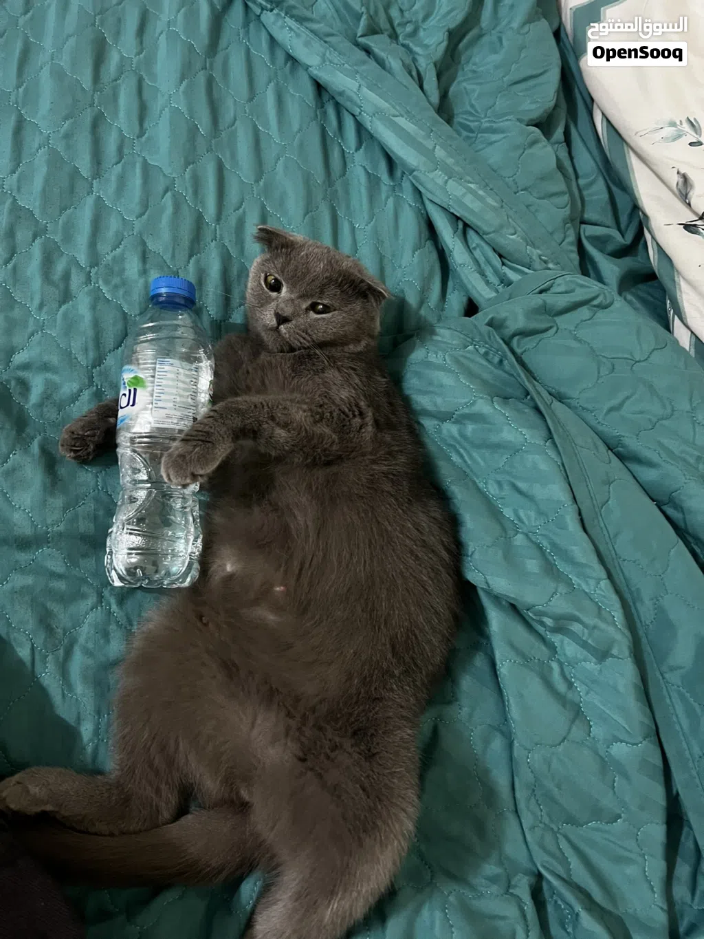 Female Scottish fold