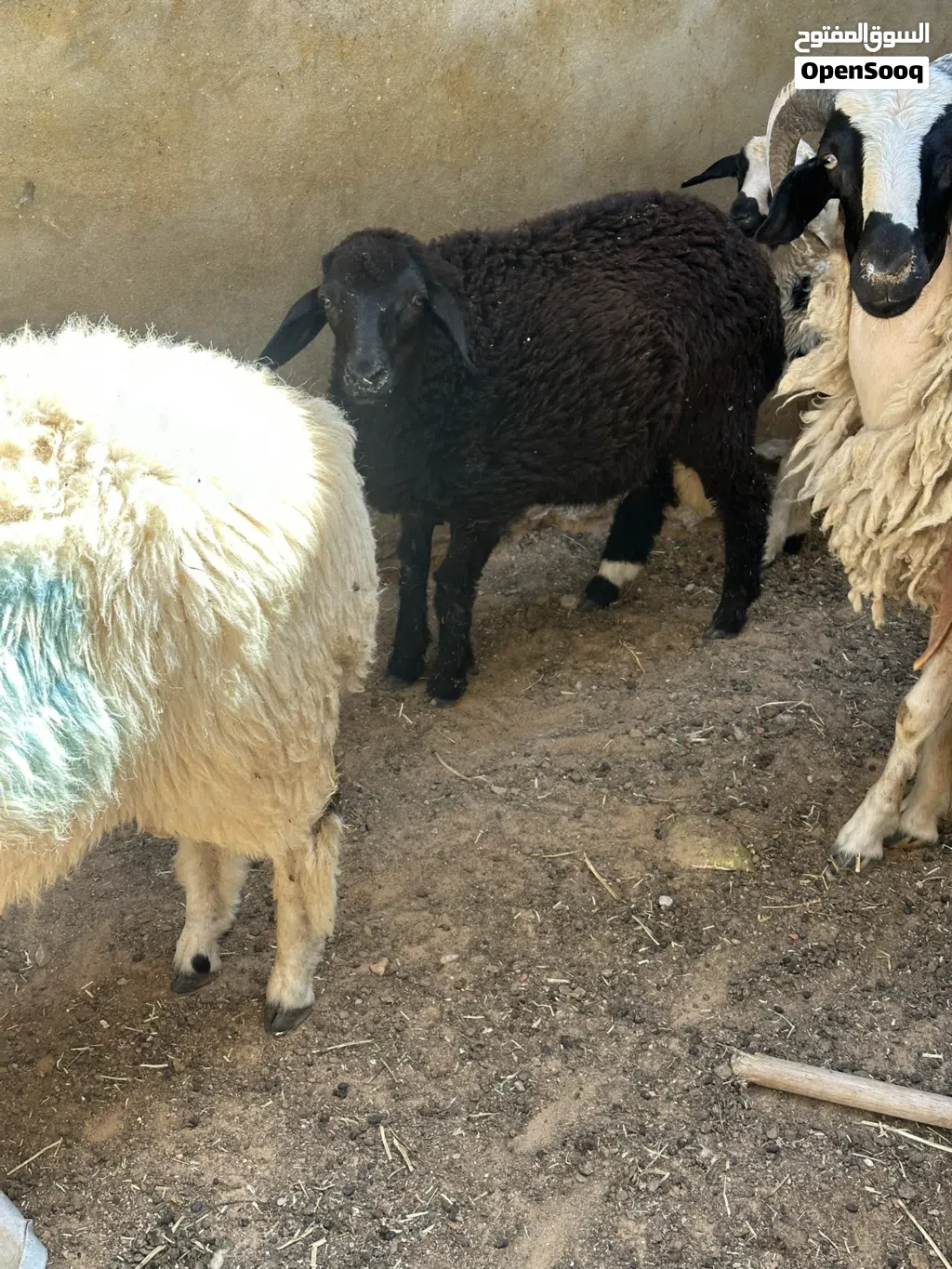 فطيمه ربي يبارك