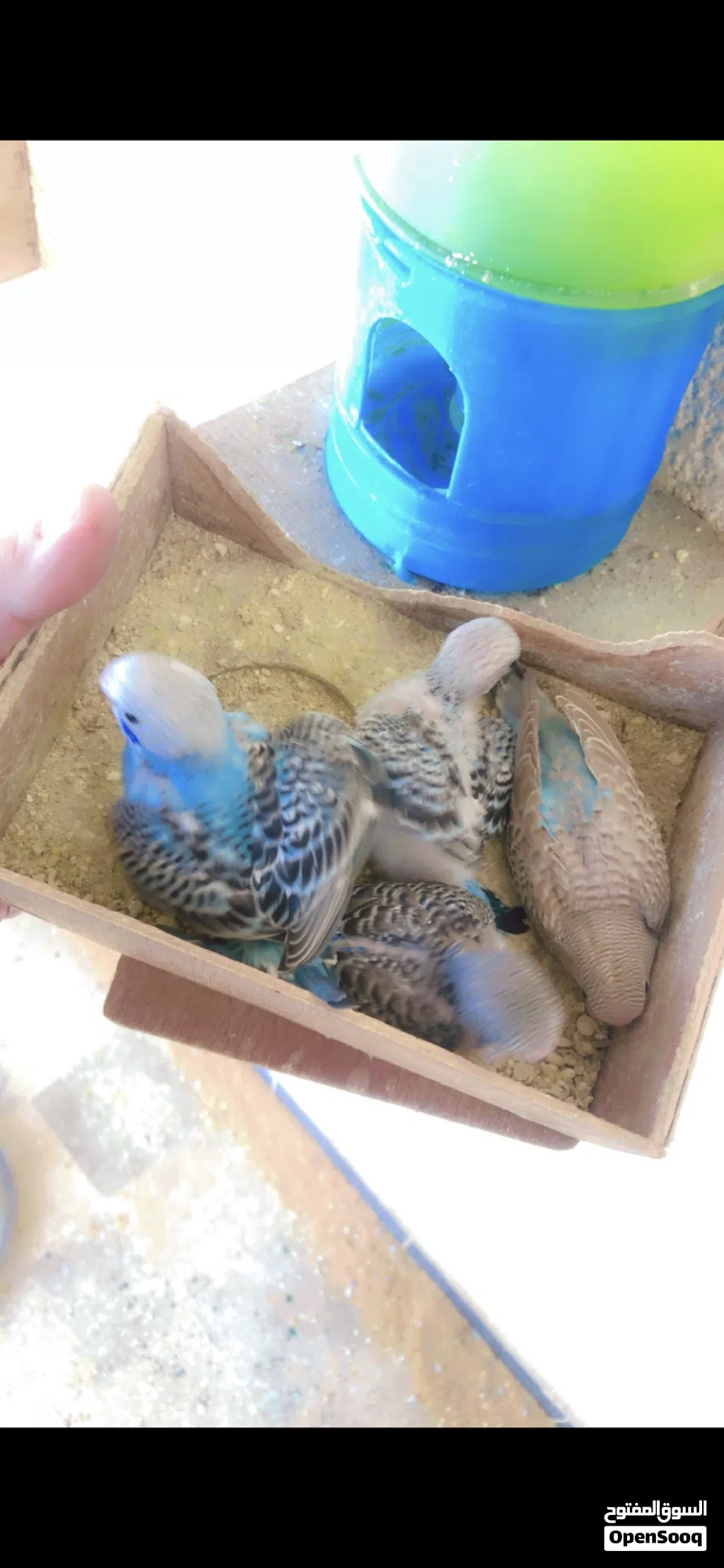 براكة بقالينو للبيع