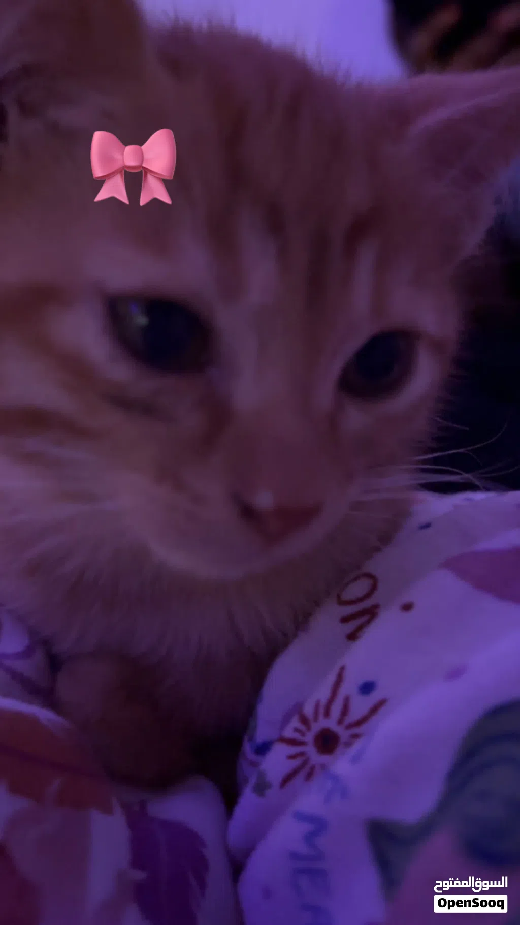 4 Month Old Orange Kitten For Sale