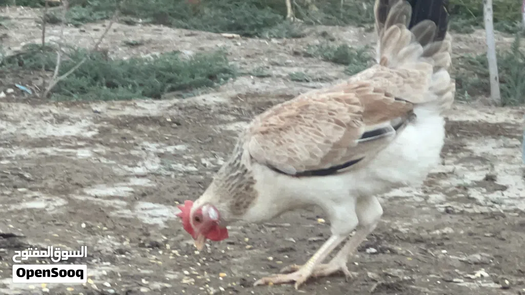 متاح بيض دجاج دندرواي خط اول
