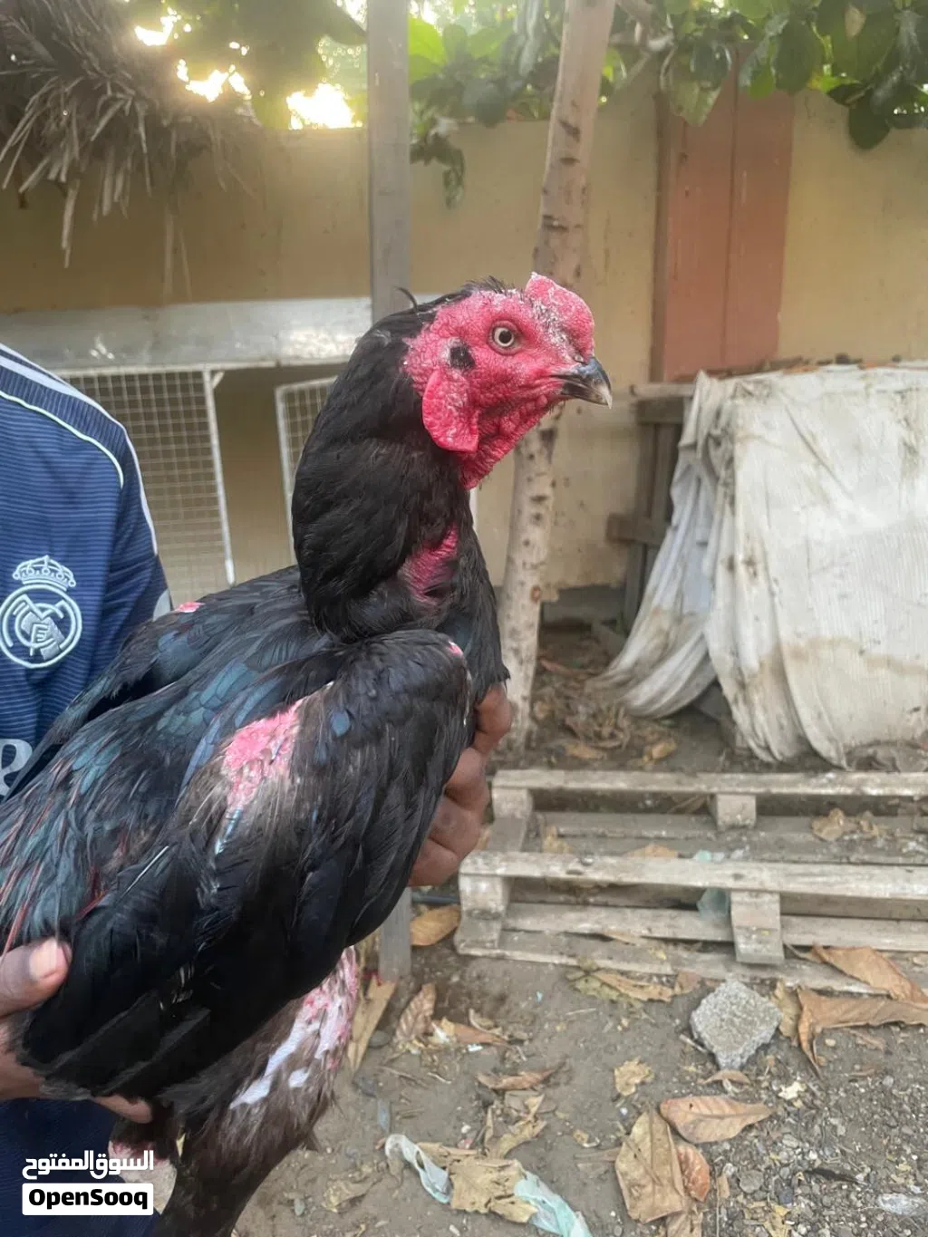 طير باكستاني