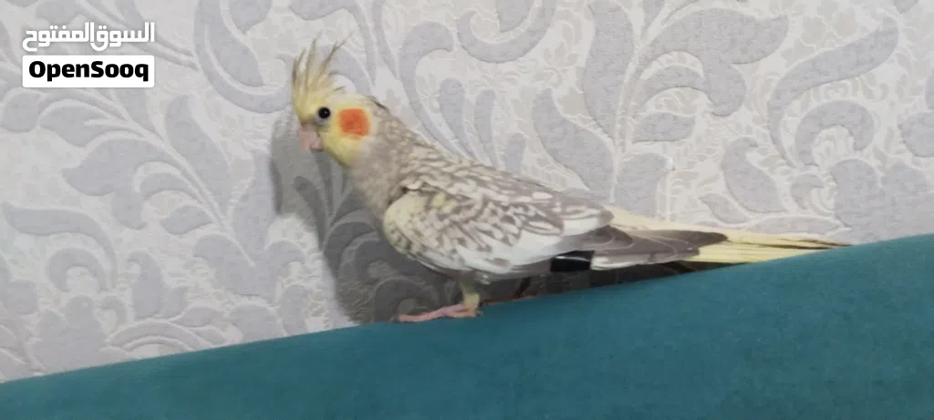 كوكتيل ايزابيل صحه ونظافه