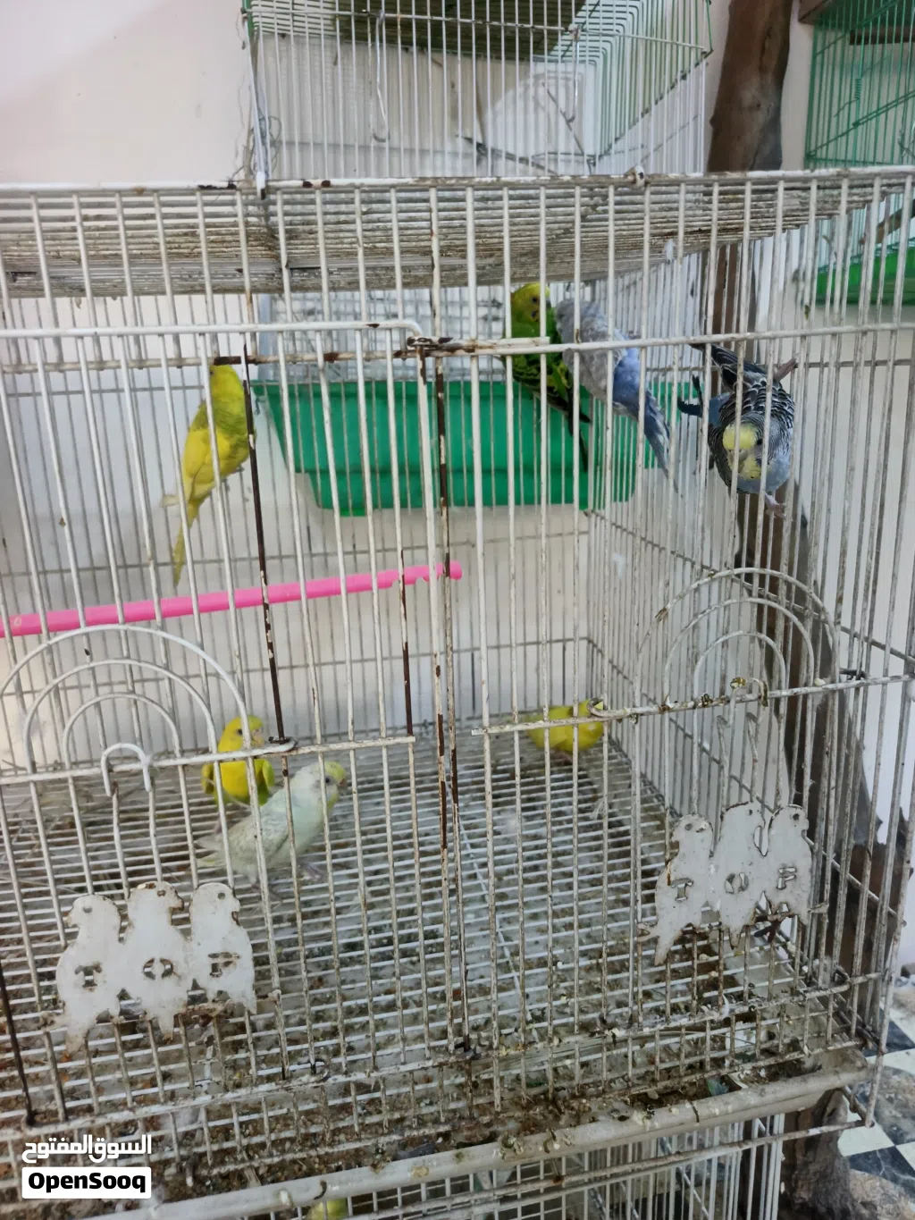 طيور حب ابيع بسبب الحر